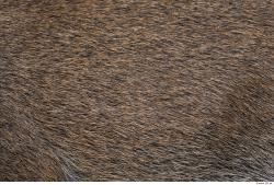 Photo Textures of Animal Skin